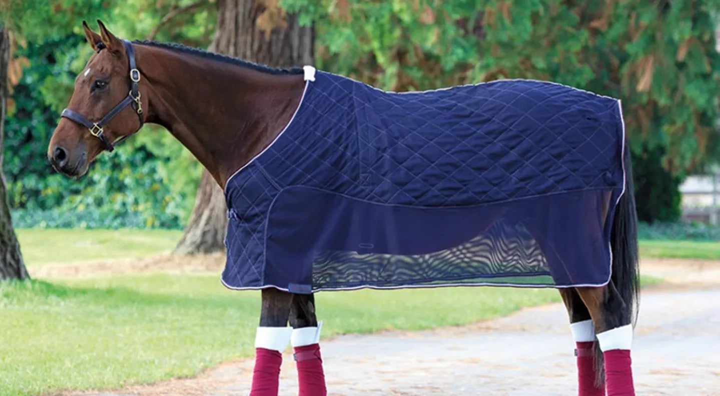 Horse Transportation – Our guide to travelling your horse safely