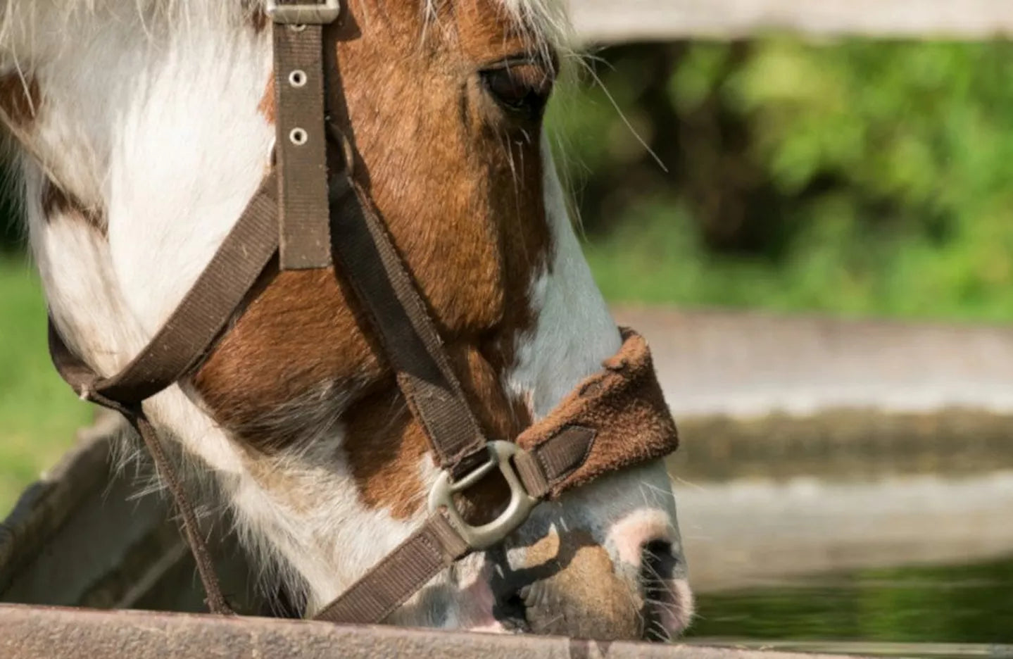 Water Woes – Encouraging Your Horse To Drink