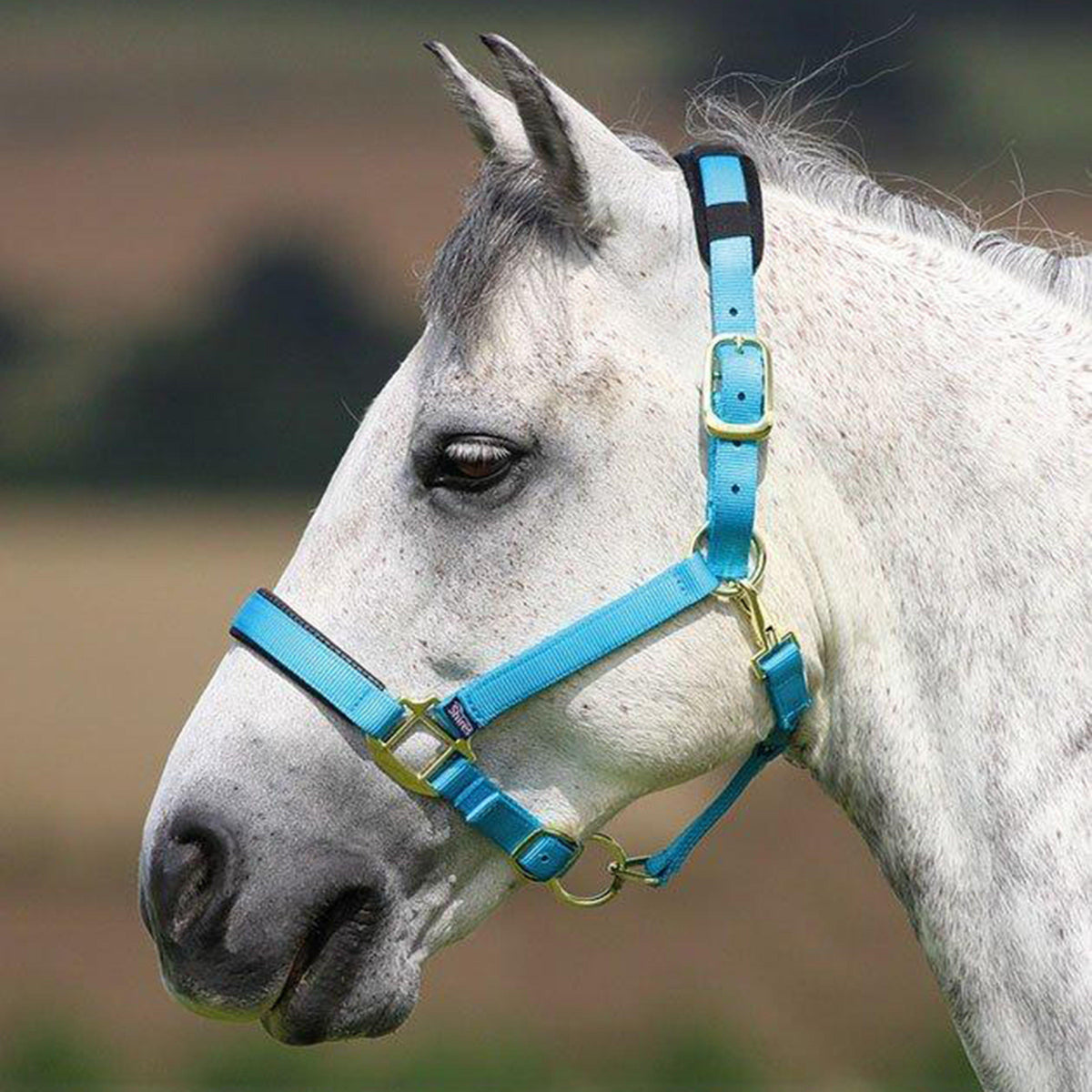 Topaz Nylon Headcollar Blue