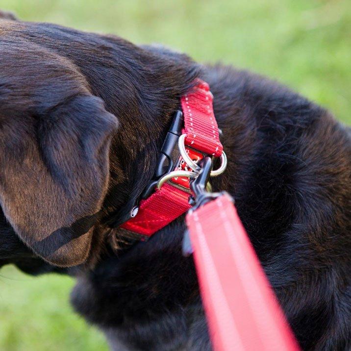 Double Up Collar Black Extra Large