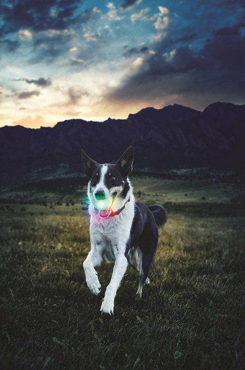 Glowstreak® Wild™ LED Ball Disc-o