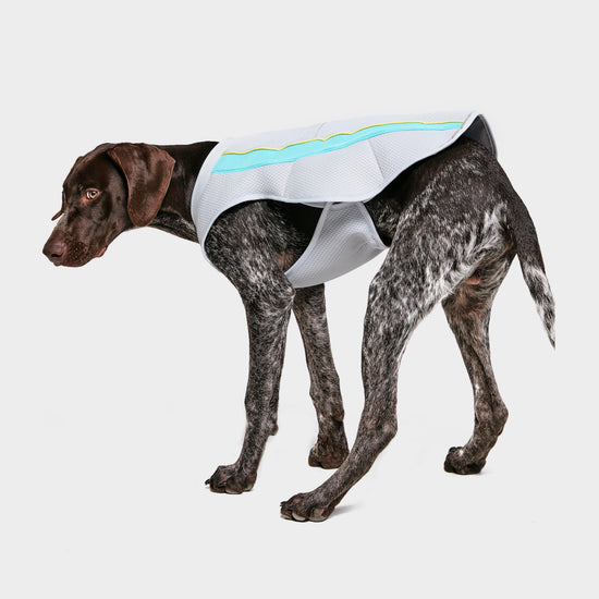 Swamp Dog Cooling Vest Grey