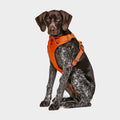 Front Range Dog Harness Orange