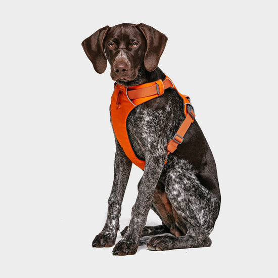 Front Range Dog Harness Orange