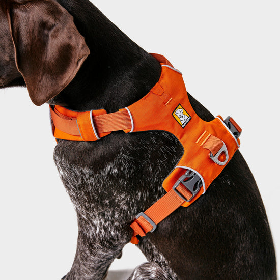 Front Range Dog Harness Orange