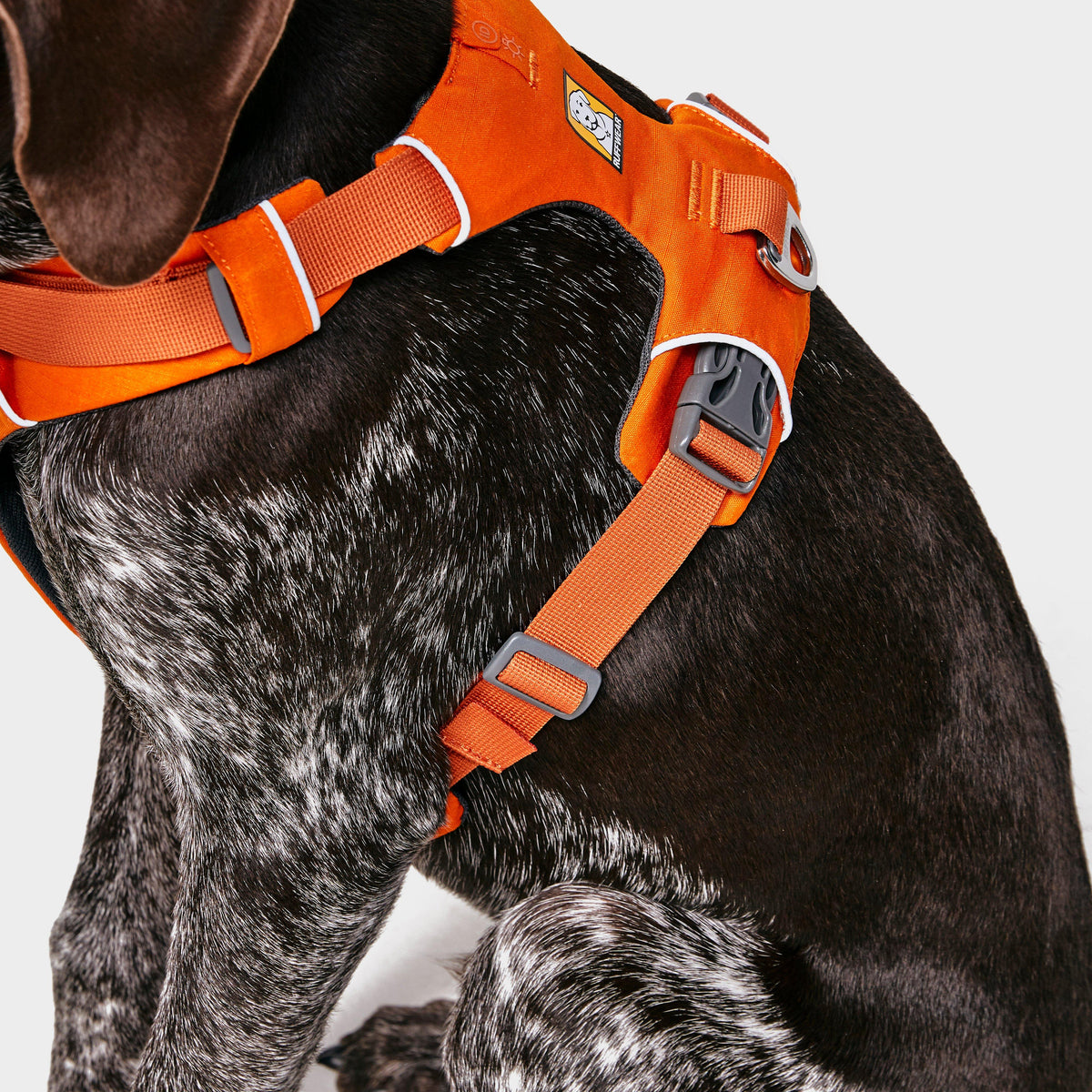 Front Range Dog Harness Orange