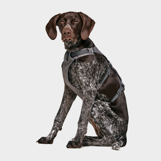 Flagline Dog Harness Grey