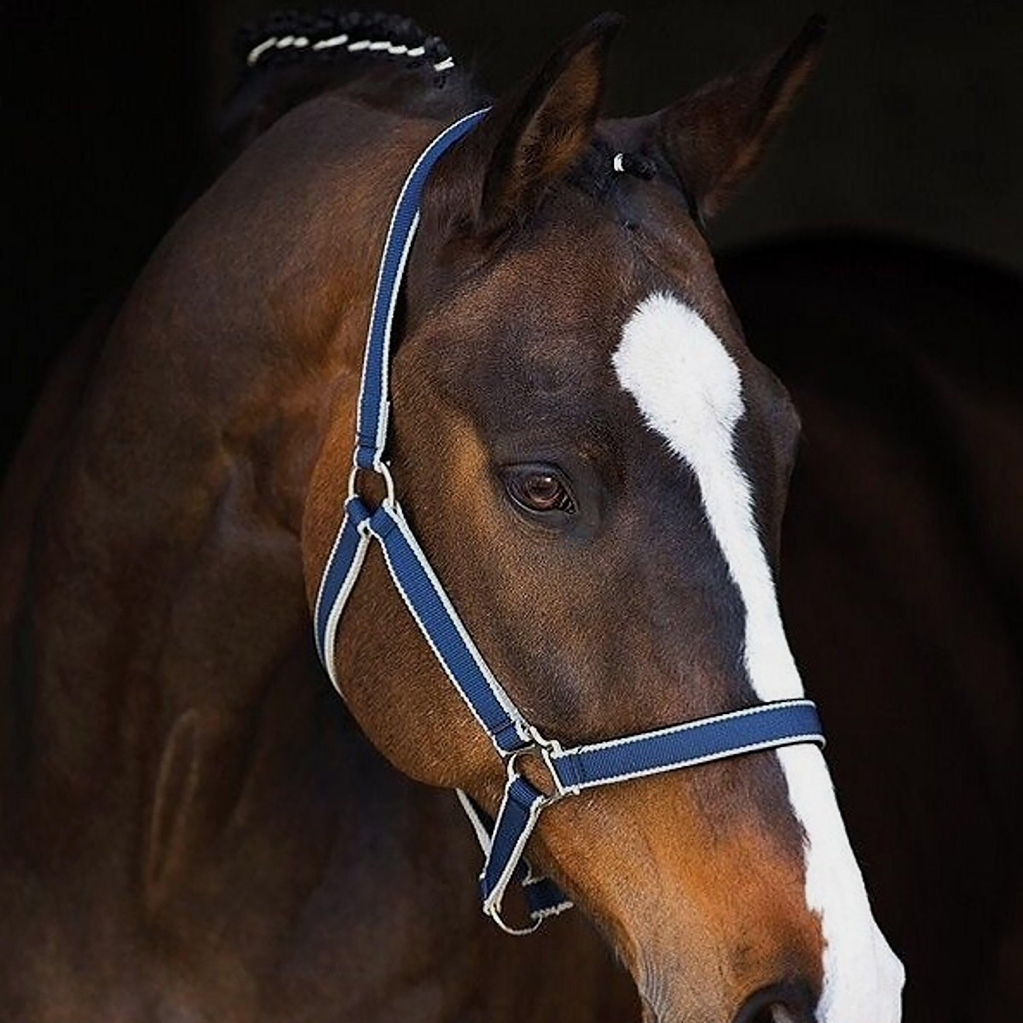 Amigo® Headcollar in Navy/Silver