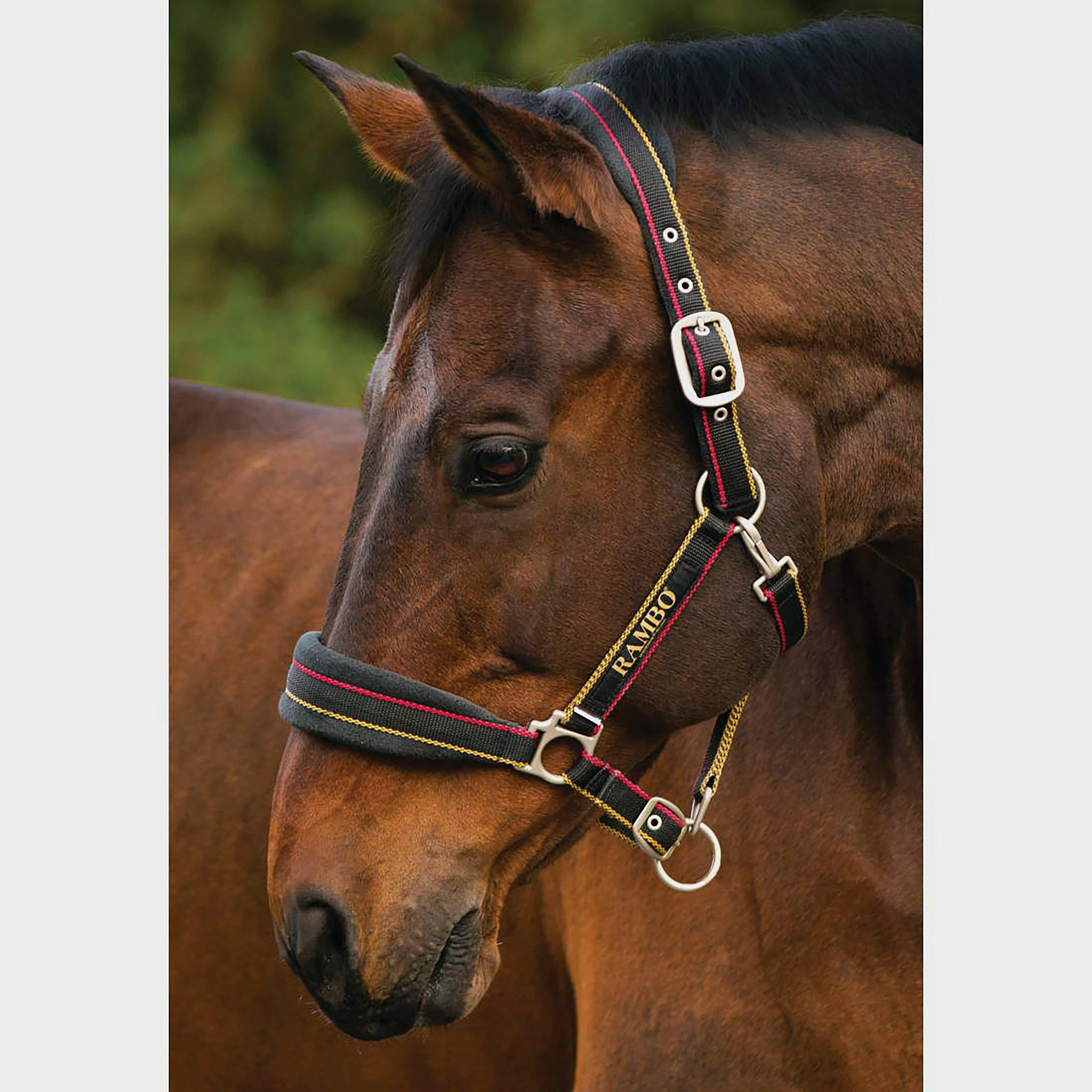 Rambo Padded Headcollar Whitney Stripe Gold