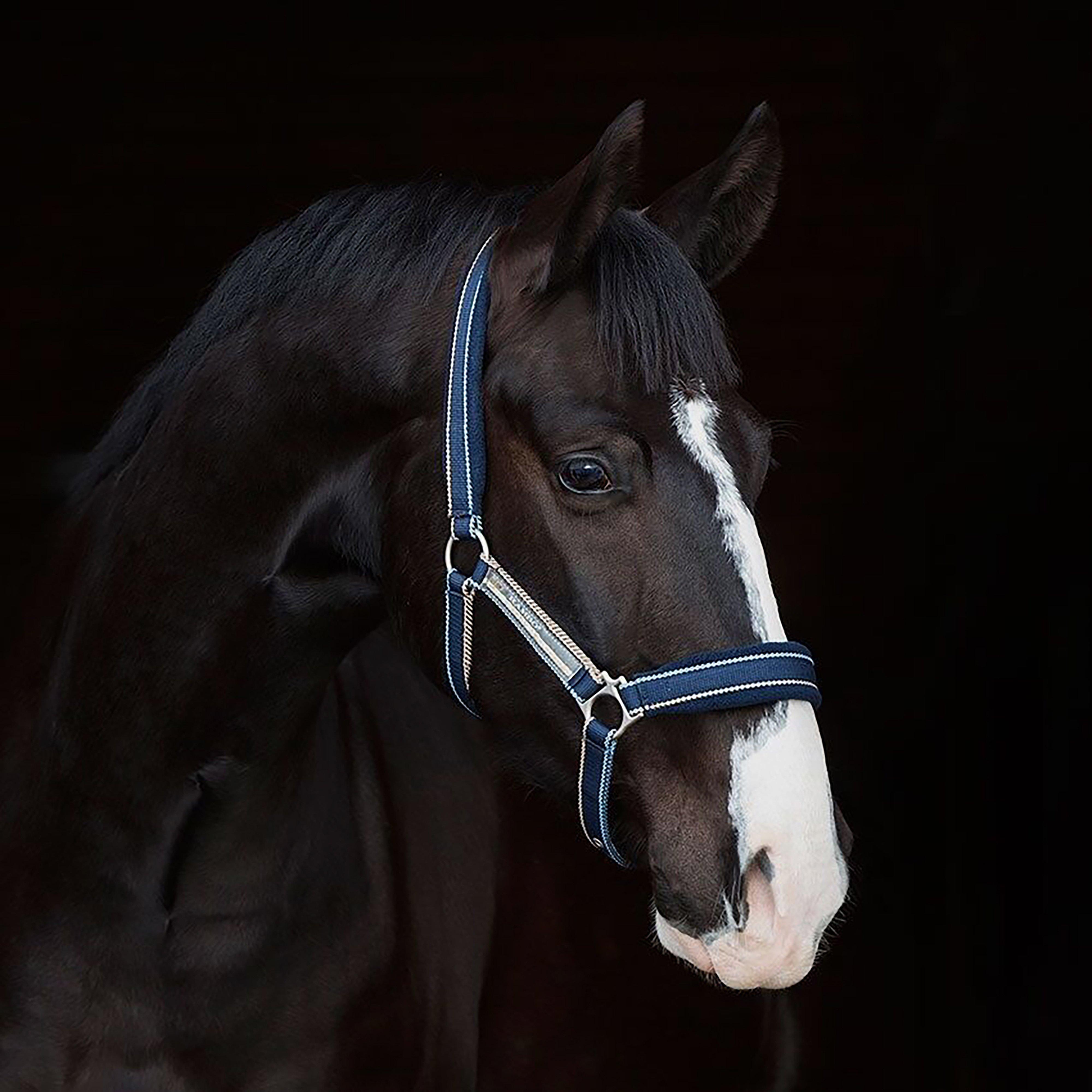 Rambo Padded Headcollar Whitney Stripe Navy
