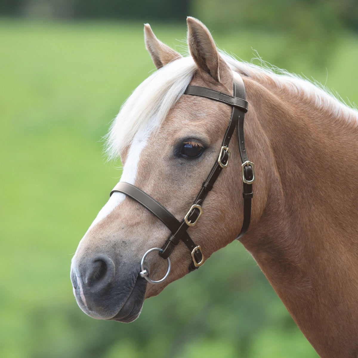 GARA Plain Inhand Bridle Havana