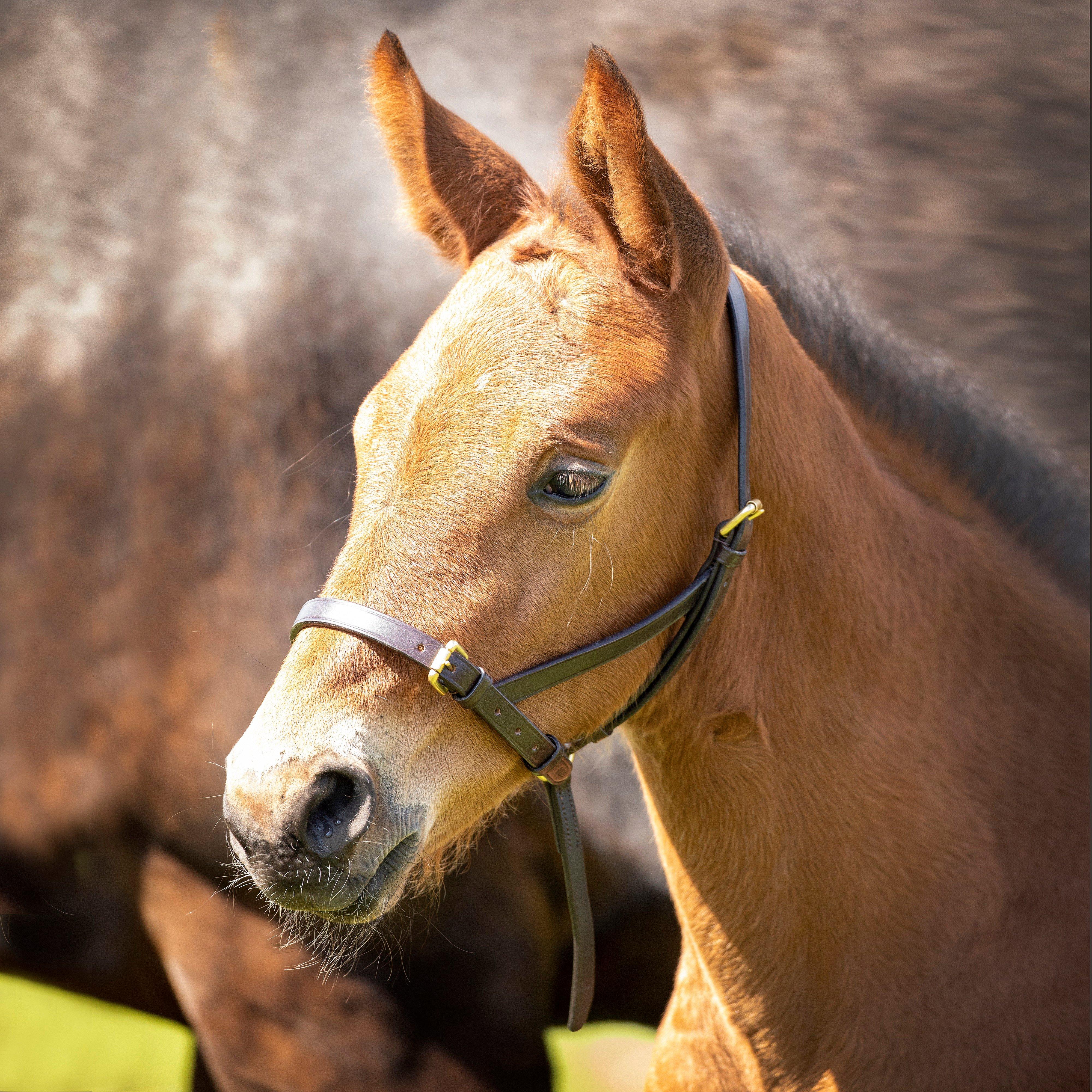 GARA Leather Foal Slip Havana