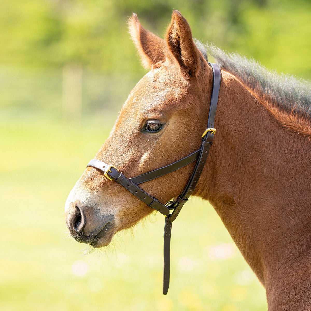 GARA Leather Foal Slip Havana