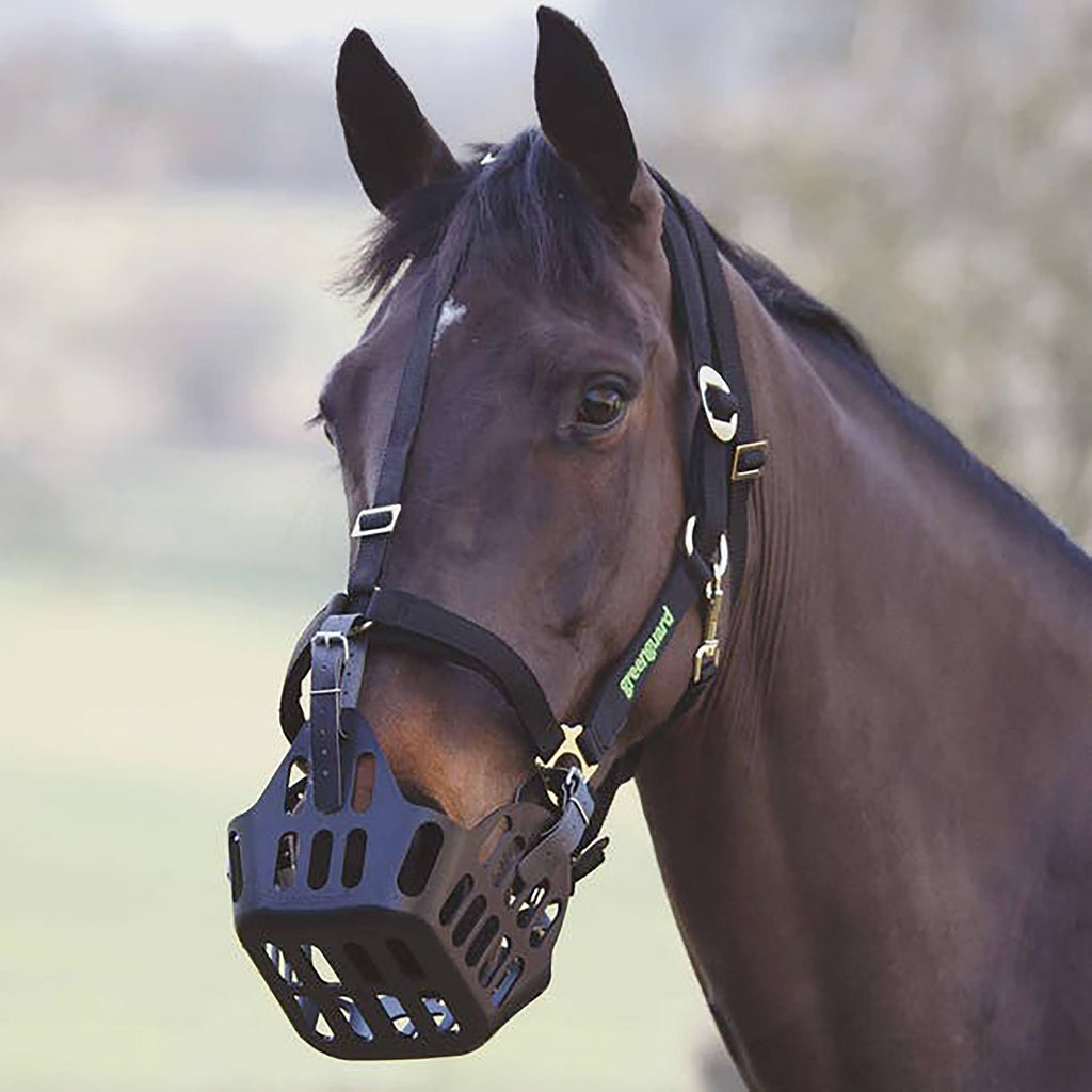 Headcollar Black
