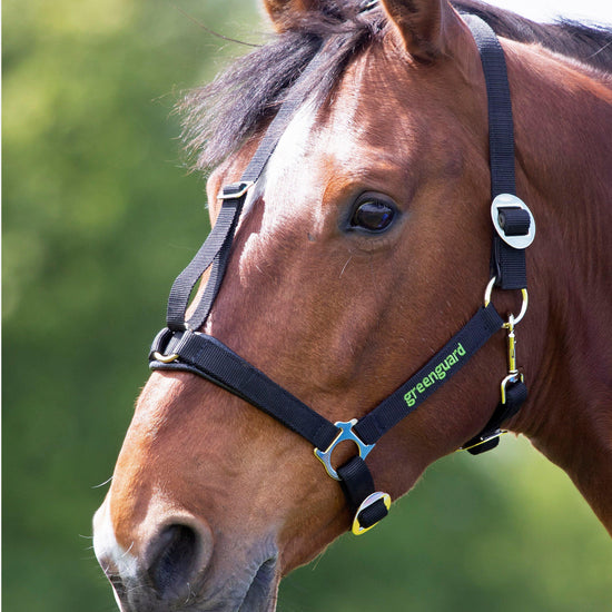 Headcollar Black