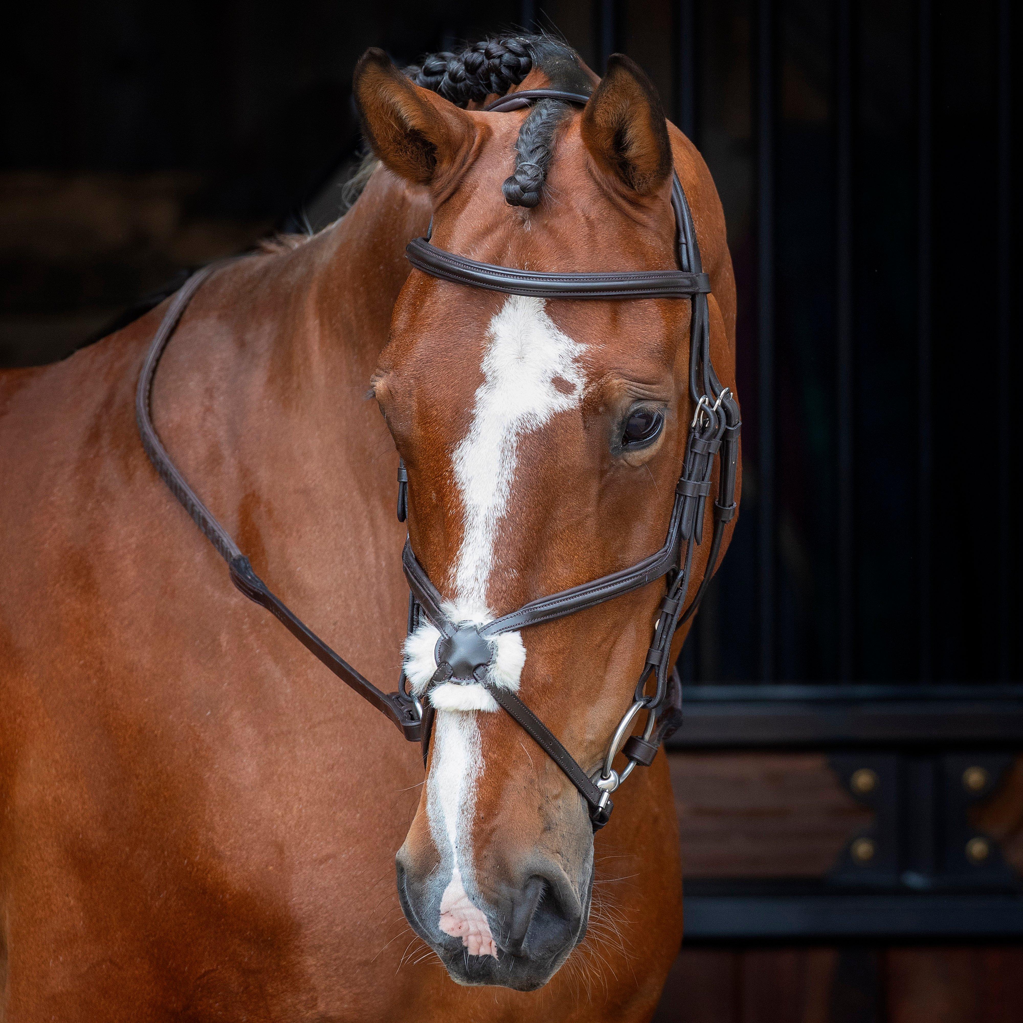 Grackle Bridle Havana