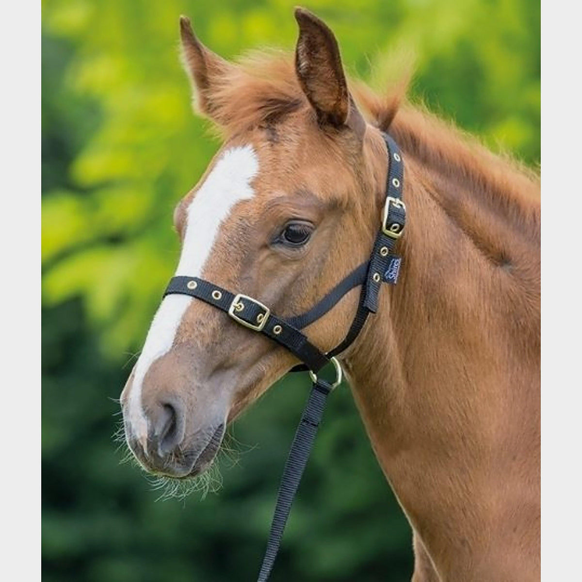 Nylon Foal Slip Black