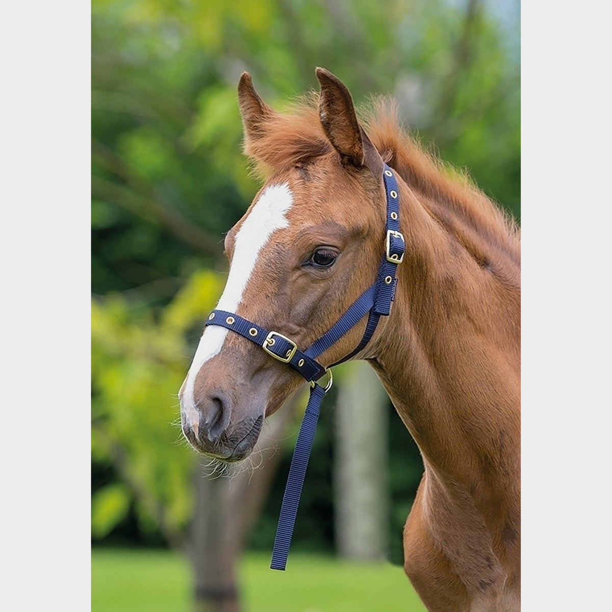Nylon Foal Slip Navy