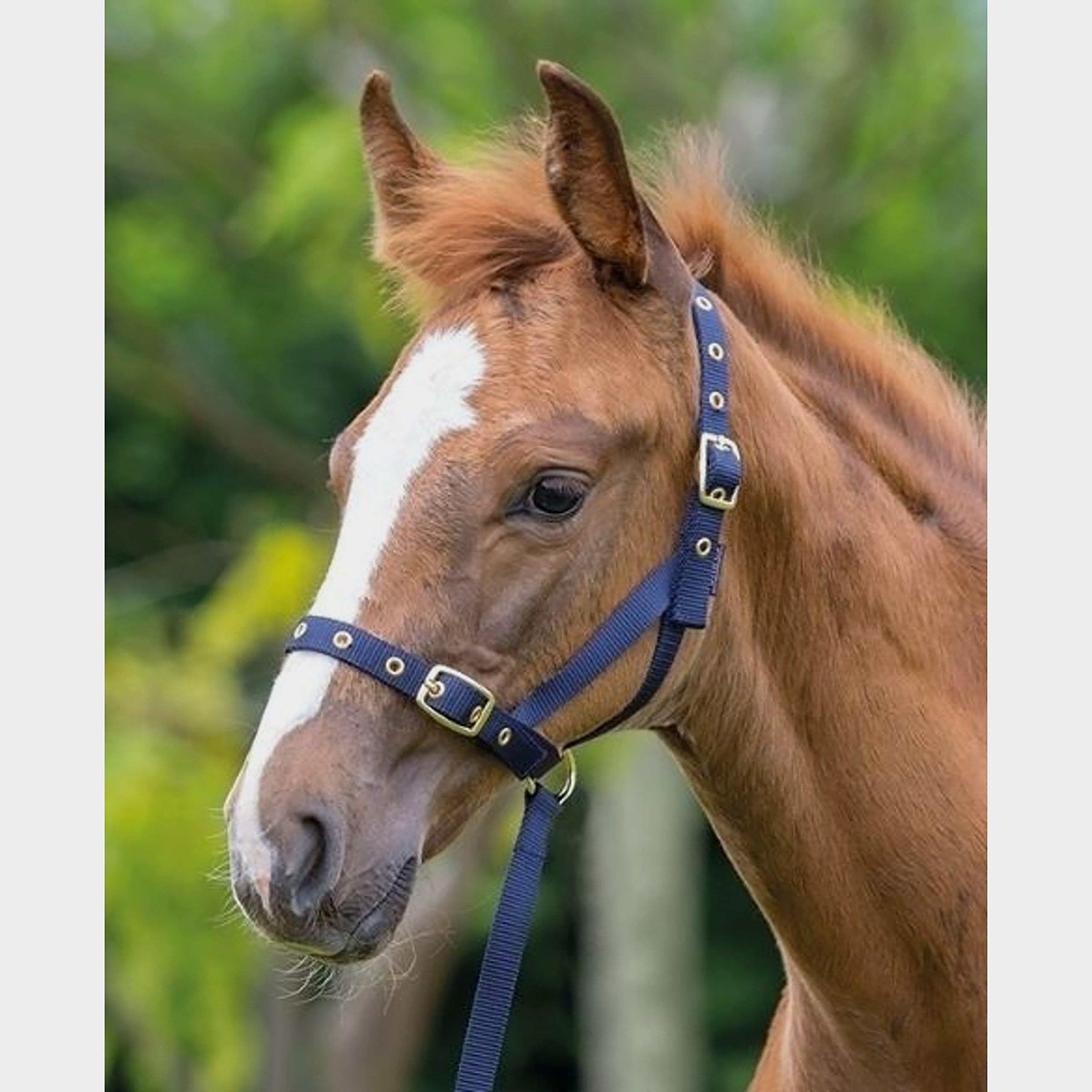 Nylon Foal Slip Navy