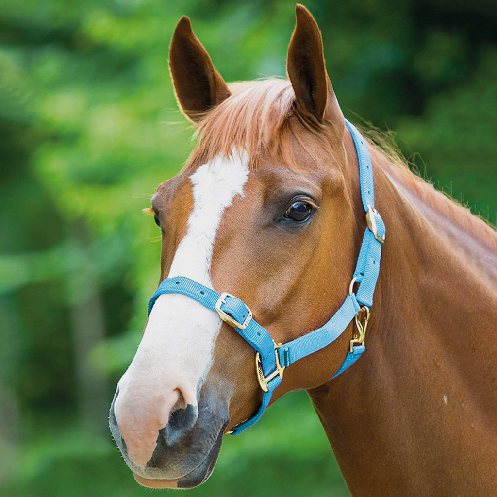 Nylon Headcollar Baby Blue