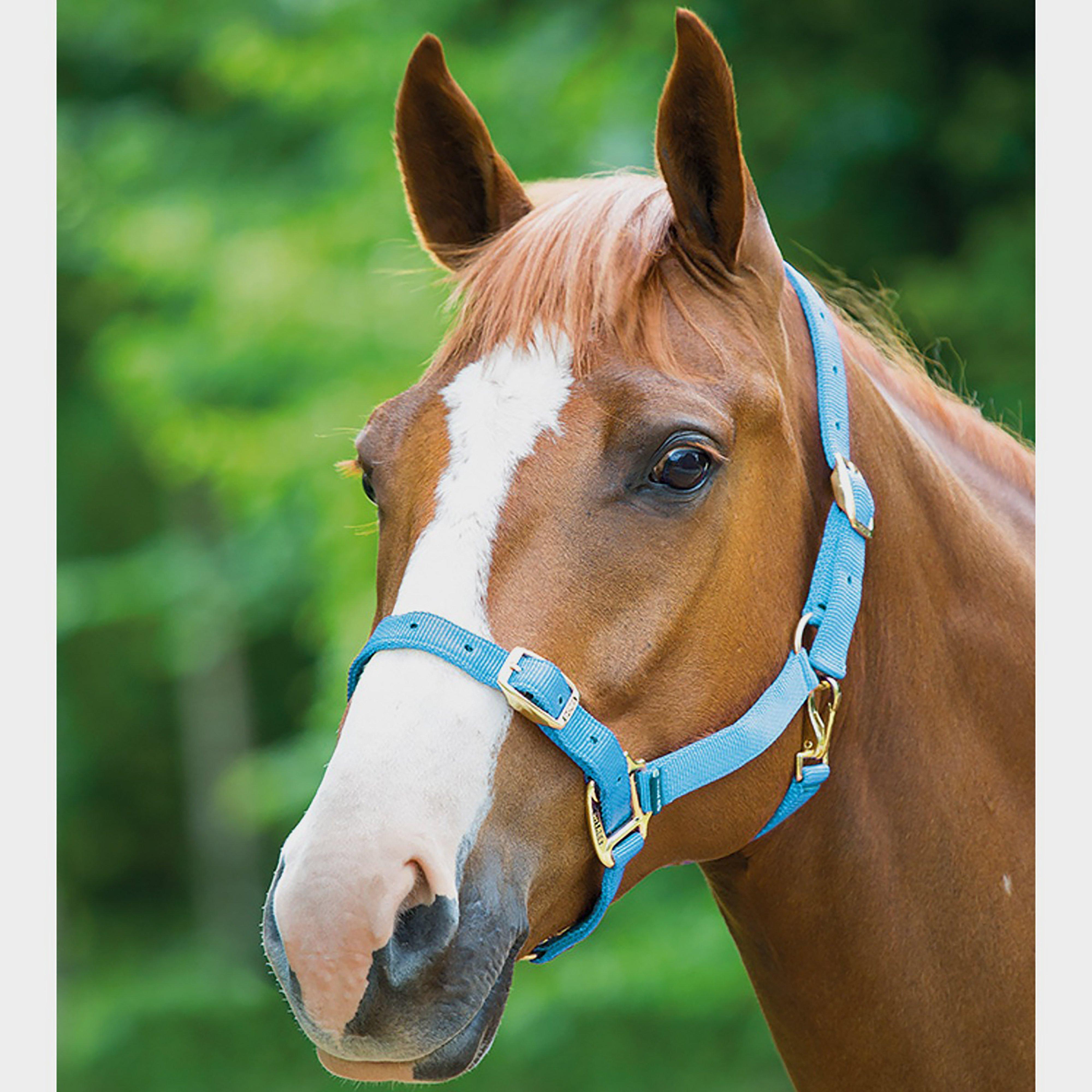 Nylon Headcollar Baby Blue