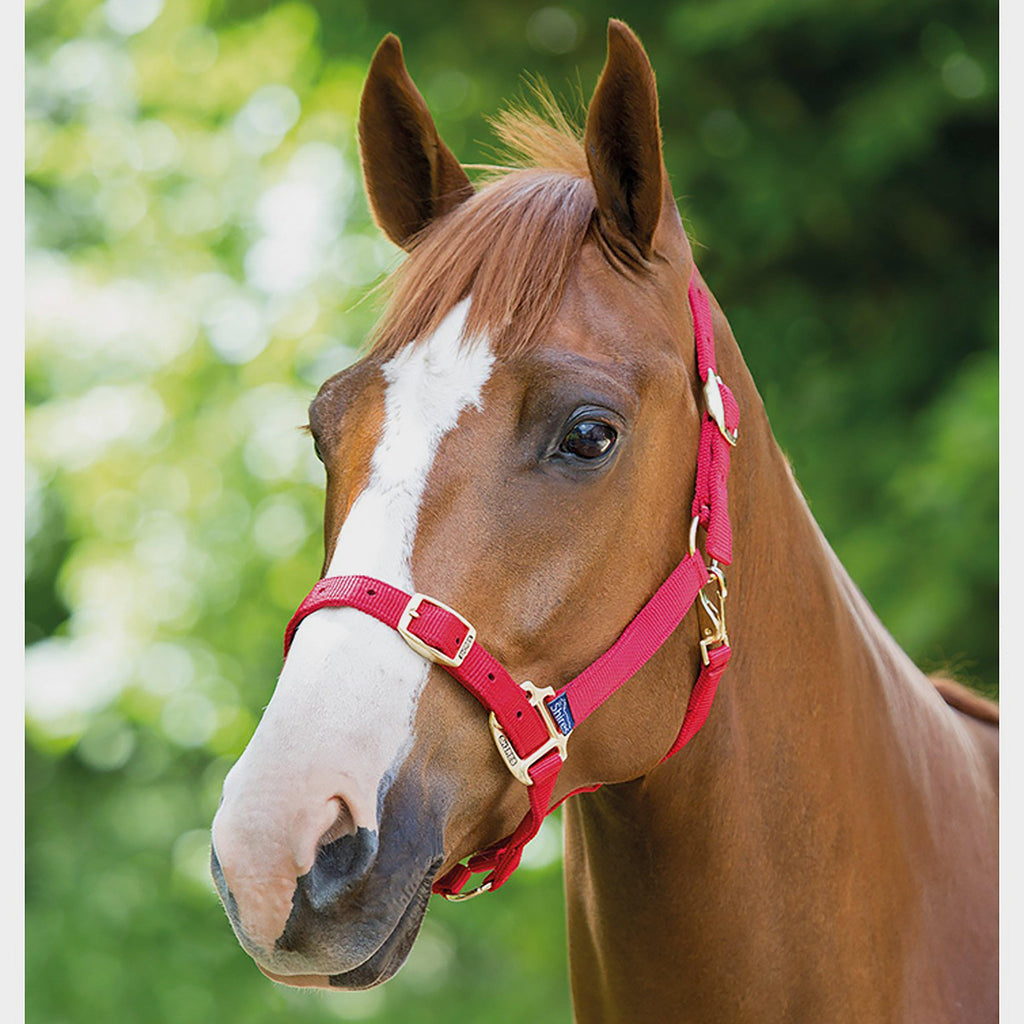 Nylon Headcollar Red
