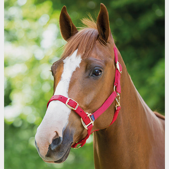 Nylon Headcollar Red