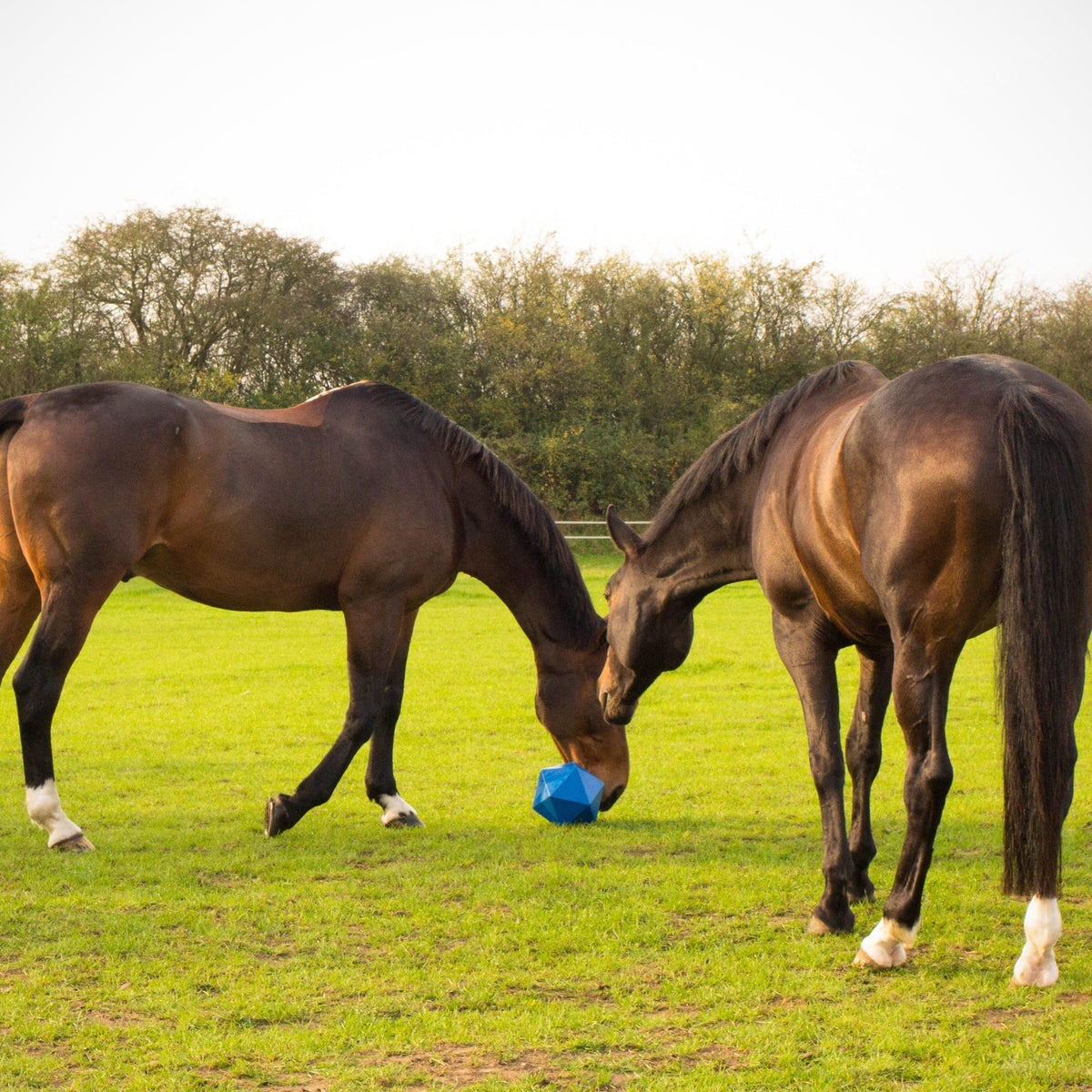 Drip Feed Treat Ball Blue