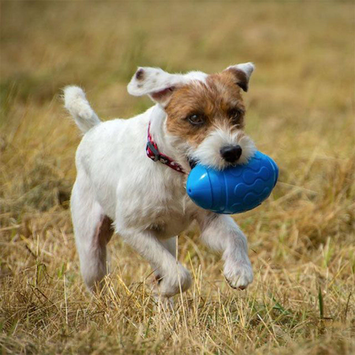 Toyz Rugby Ball Blue
