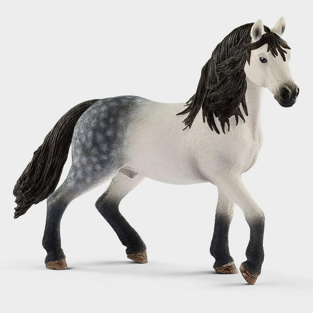 Andalusian Stallion