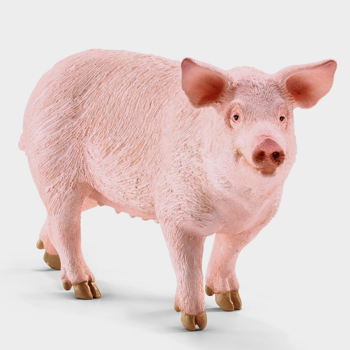 Pig