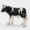 Holstein Calf