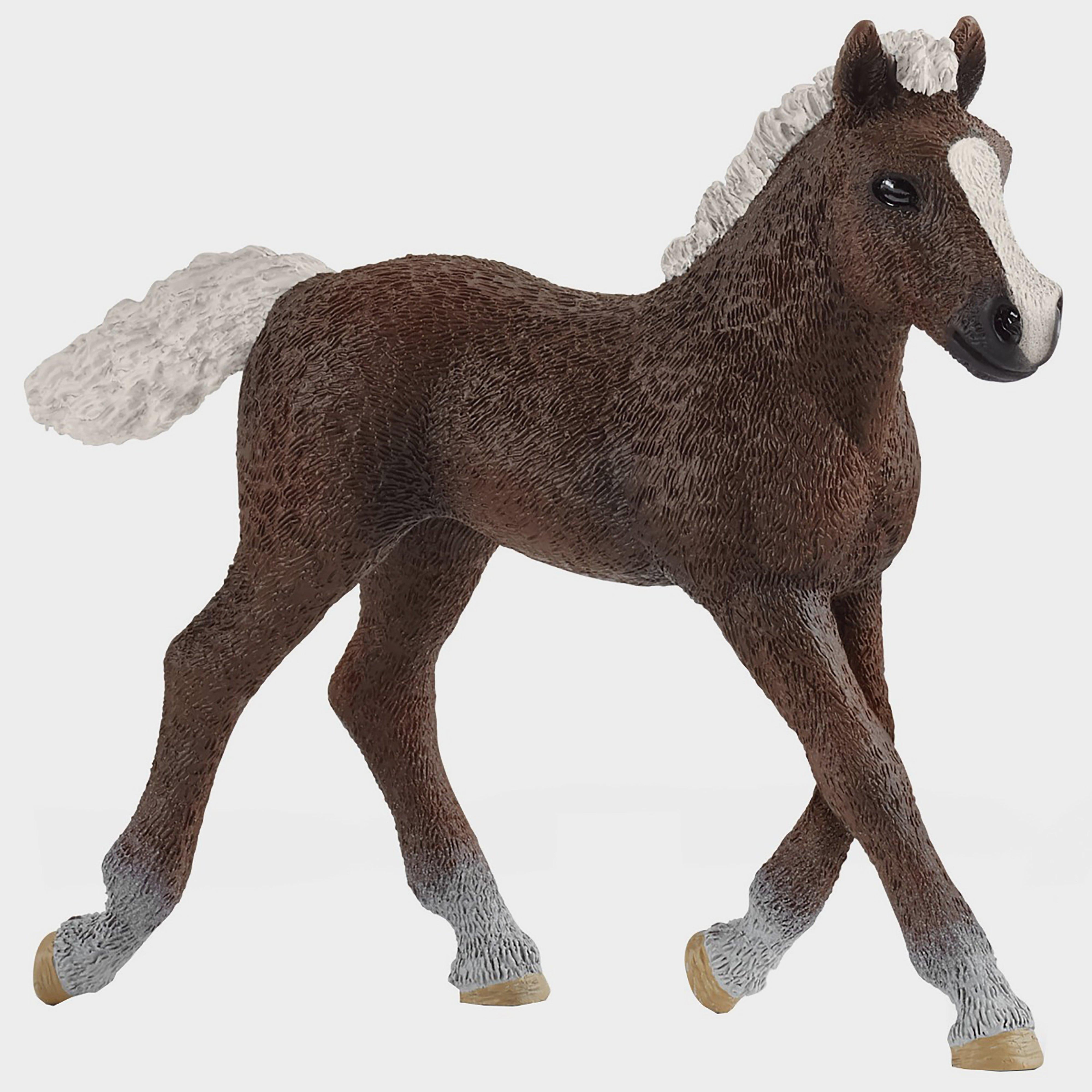Black Forest Foal