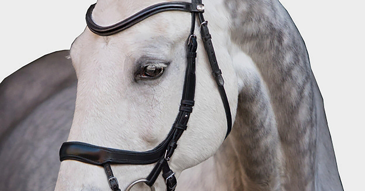 Schockemohle Equitus Alpha Bridle Black – Naylors