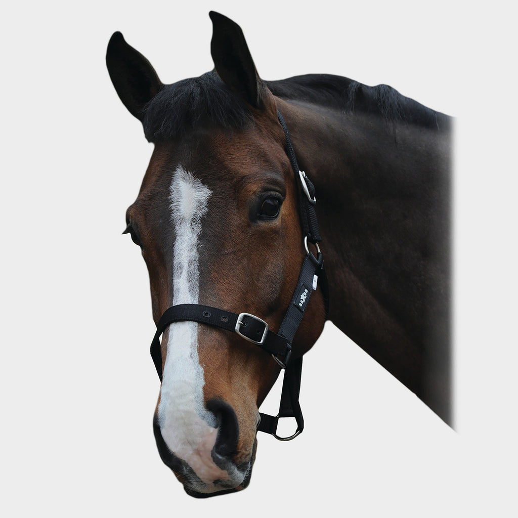 Economy Headcollar Black