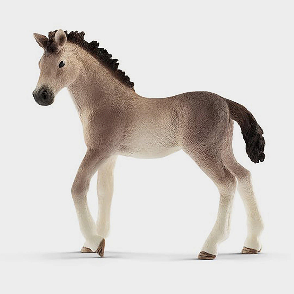 Andalusian Foal