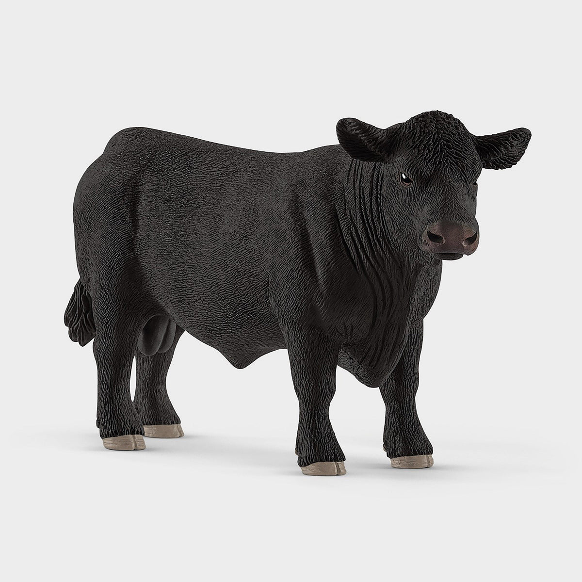 Black Angus Bull
