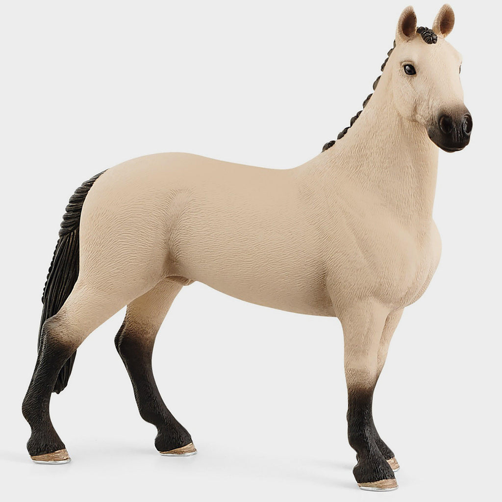 Hannoverian Gelding 2021