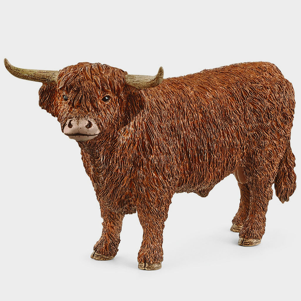 Highland Bull