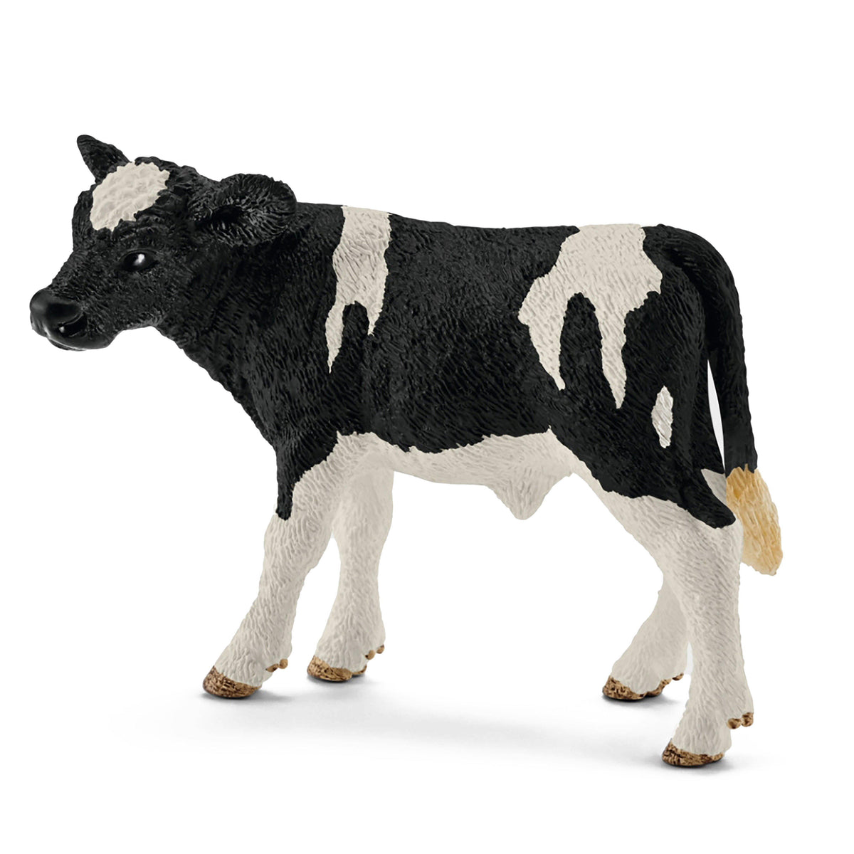 Holstein Calf