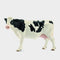 Holstein Cow
