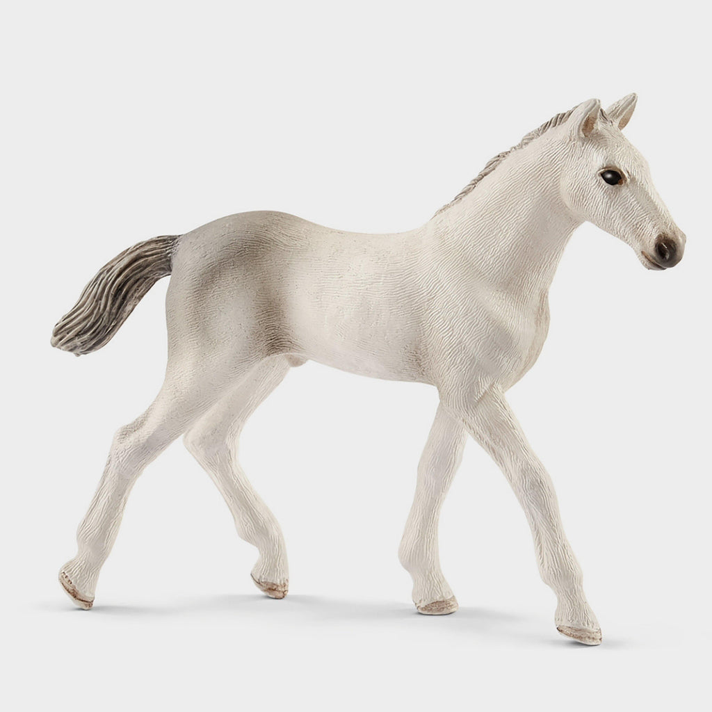Holsteiner Foal