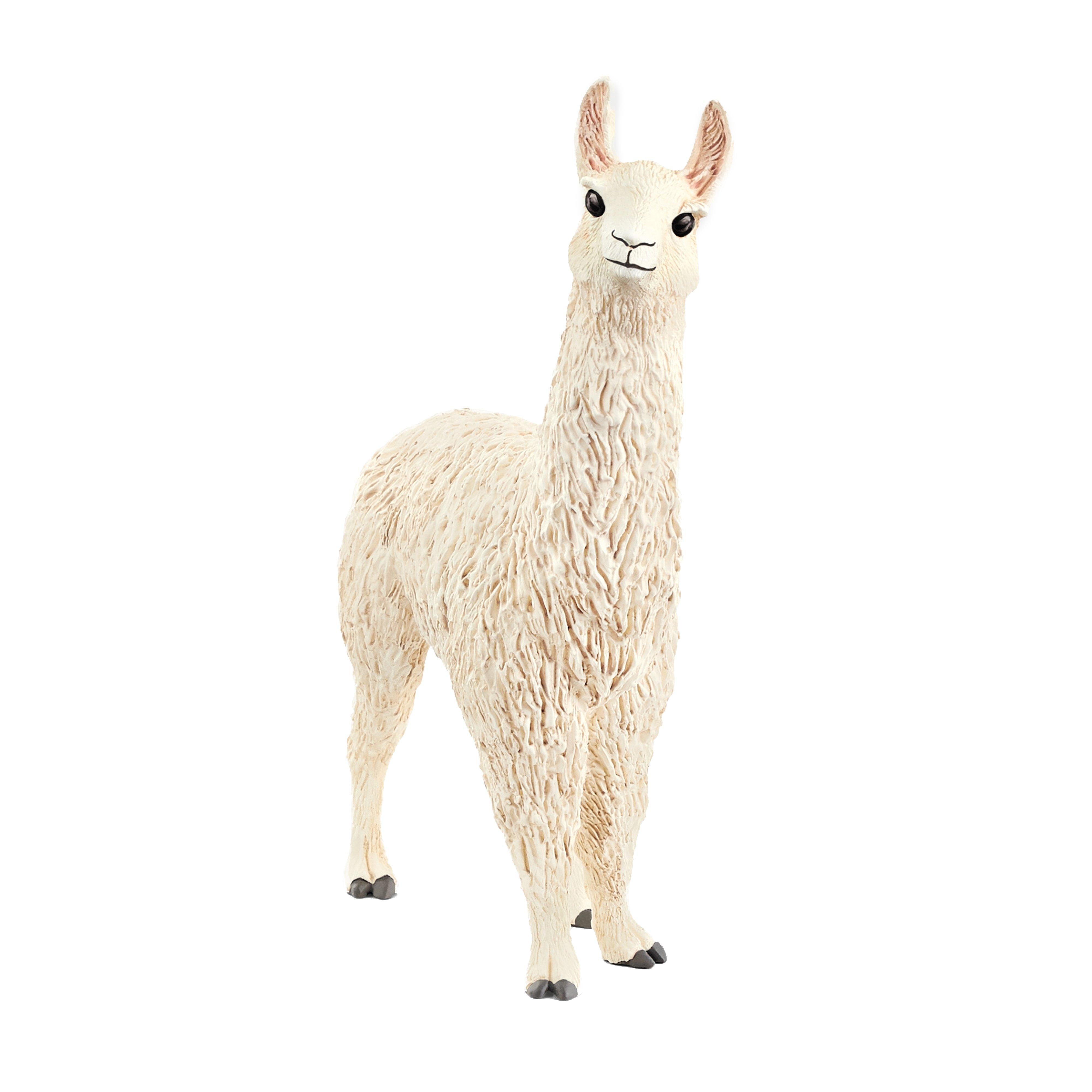 Llama