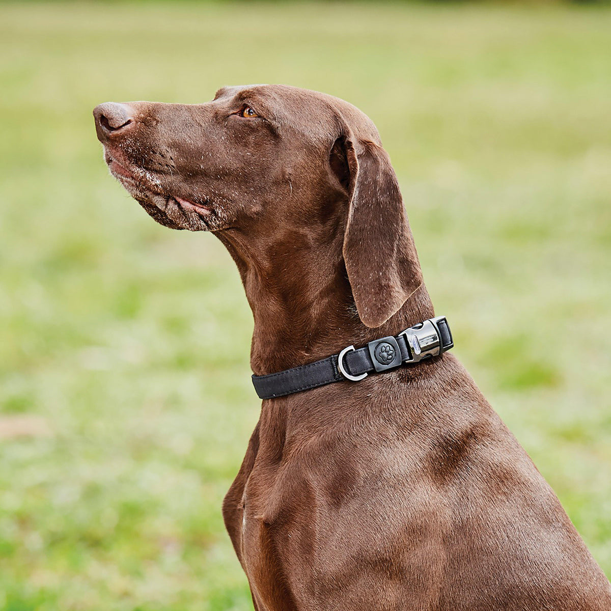Elegance Dog Collar Black