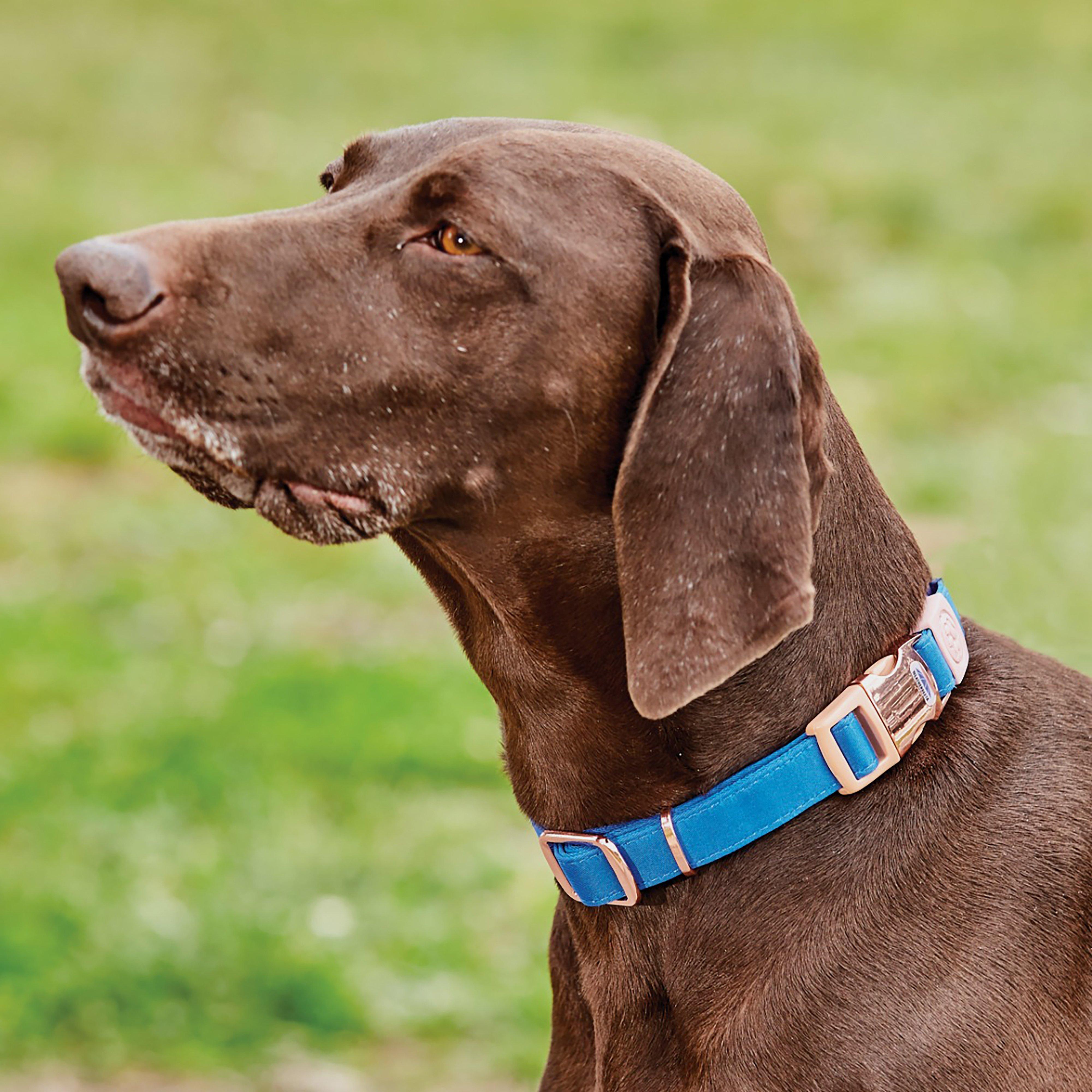 Elegance Dog Collar Blue X-Small/Small