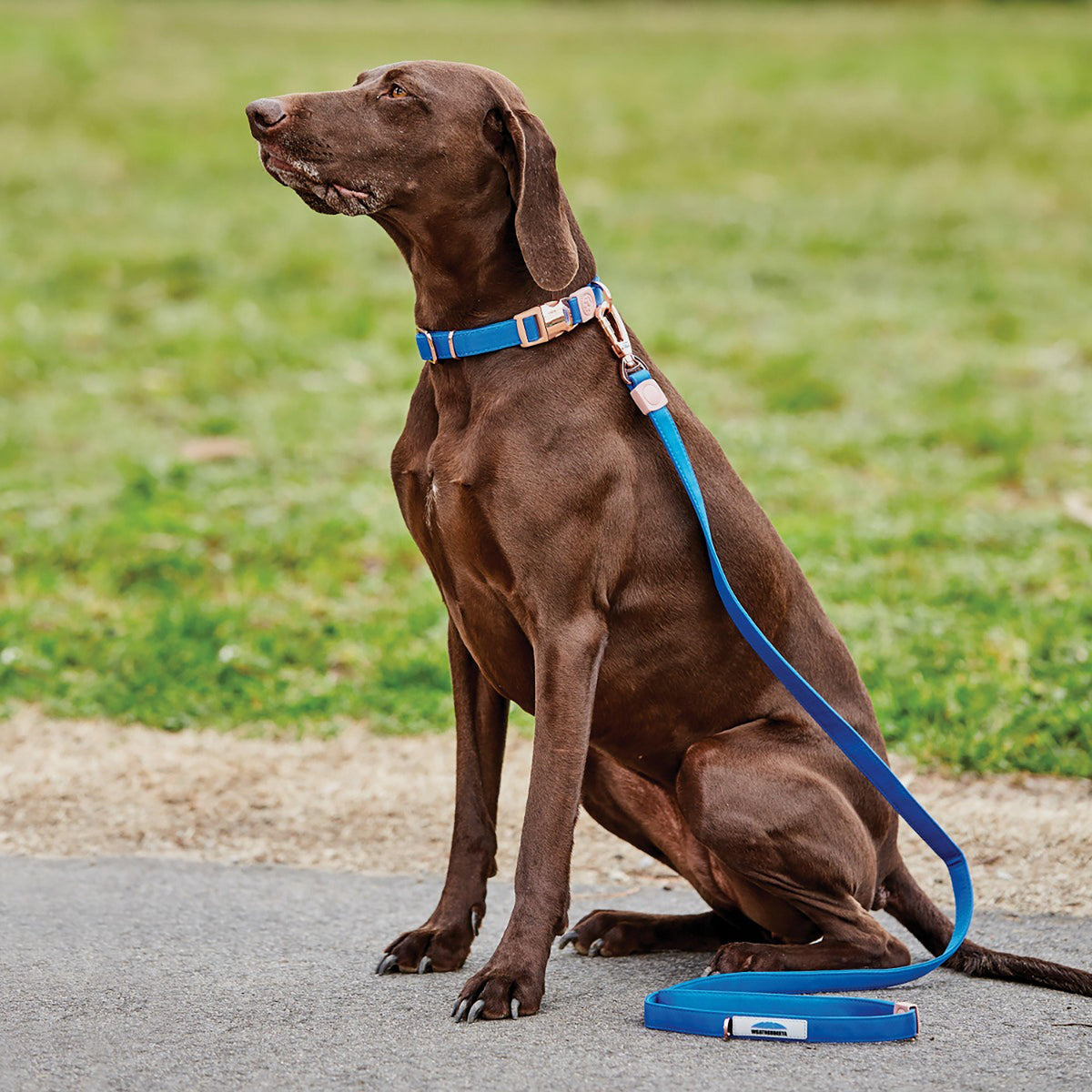Elegance Dog Lead Blue