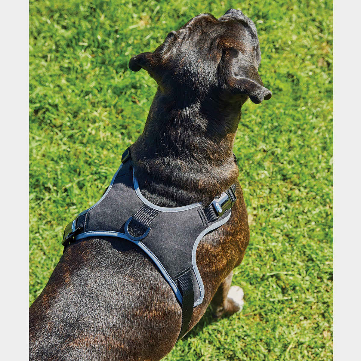 Elegance Dog Harness Black