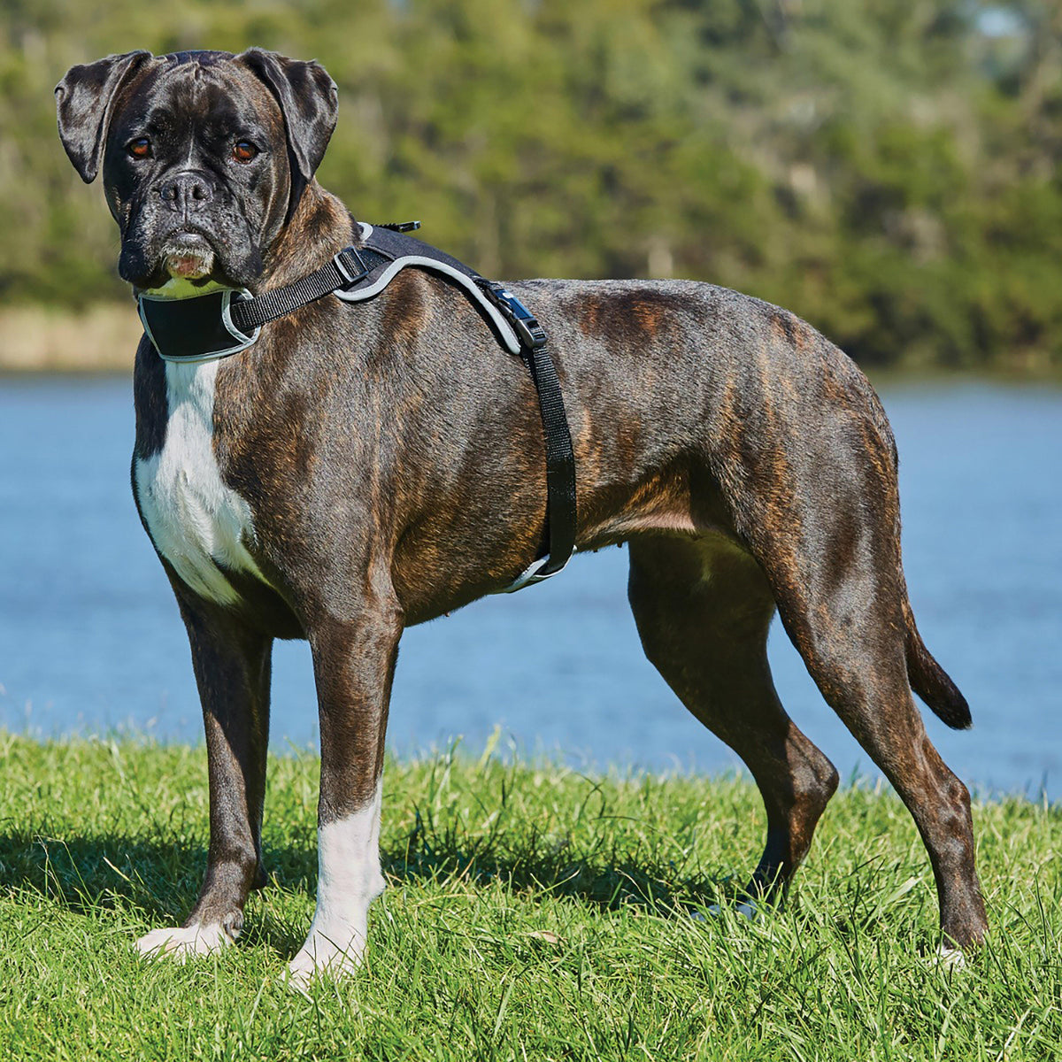 Elegance Dog Harness Black