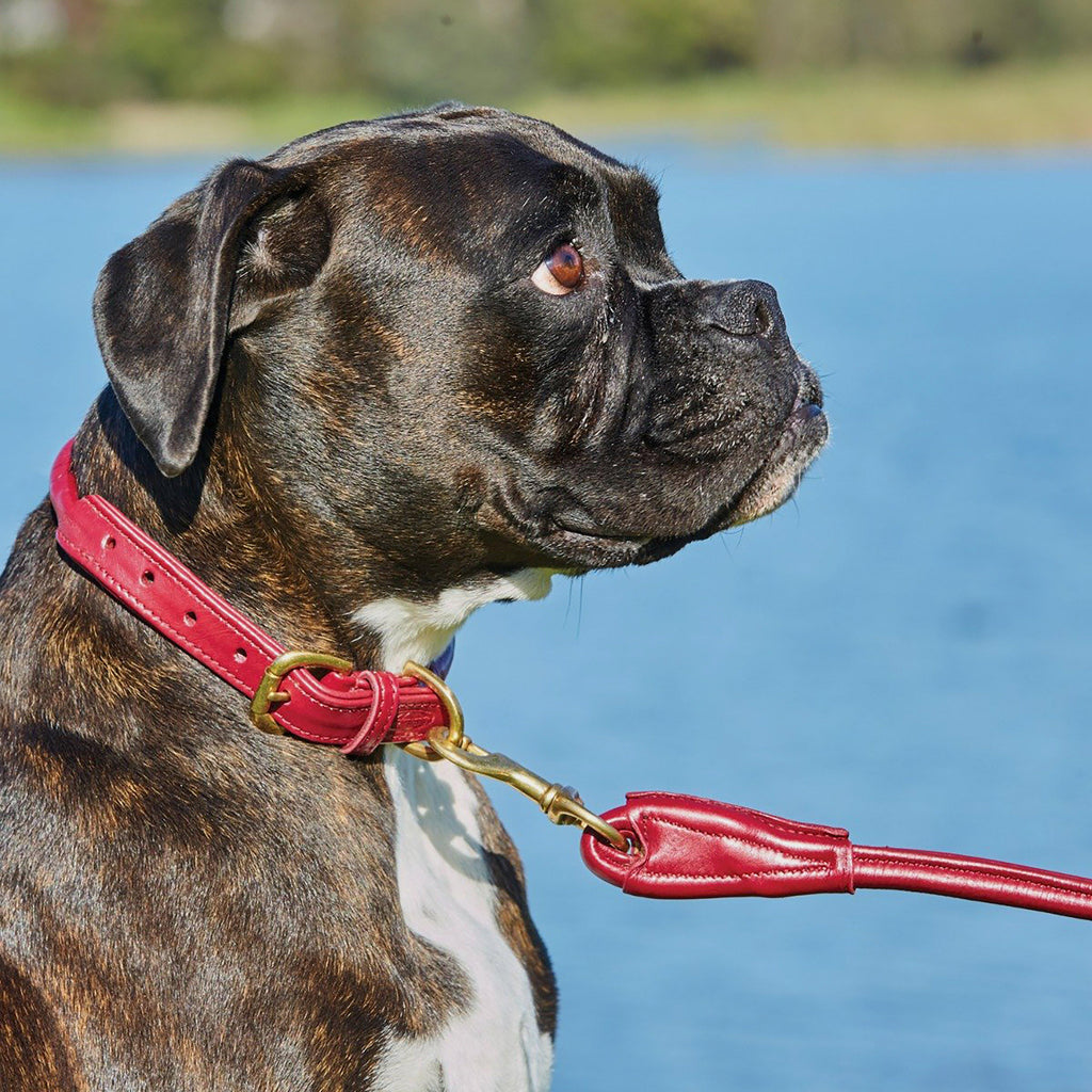 Rolled Leather Collar Maroon