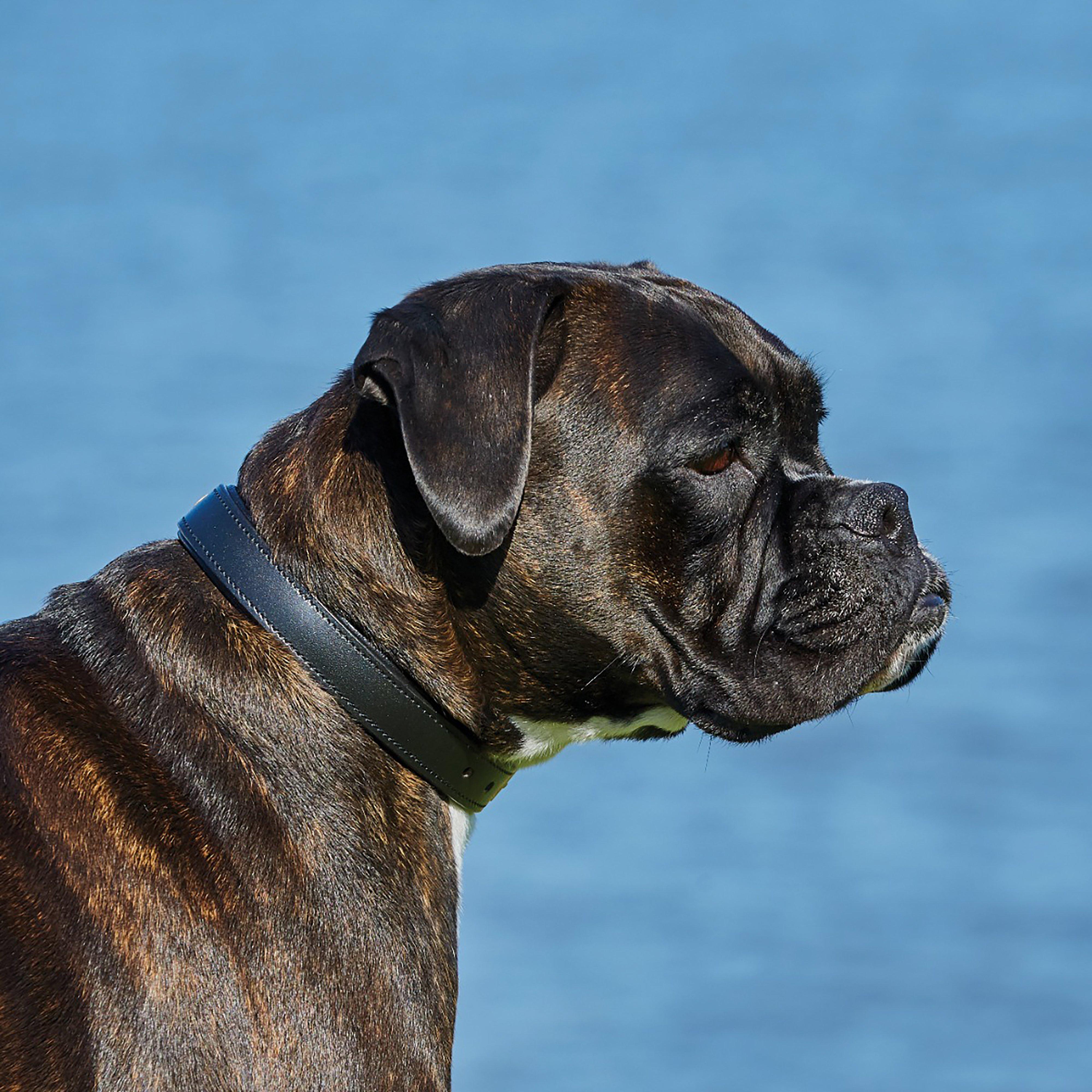 Padded Leather Collar Black